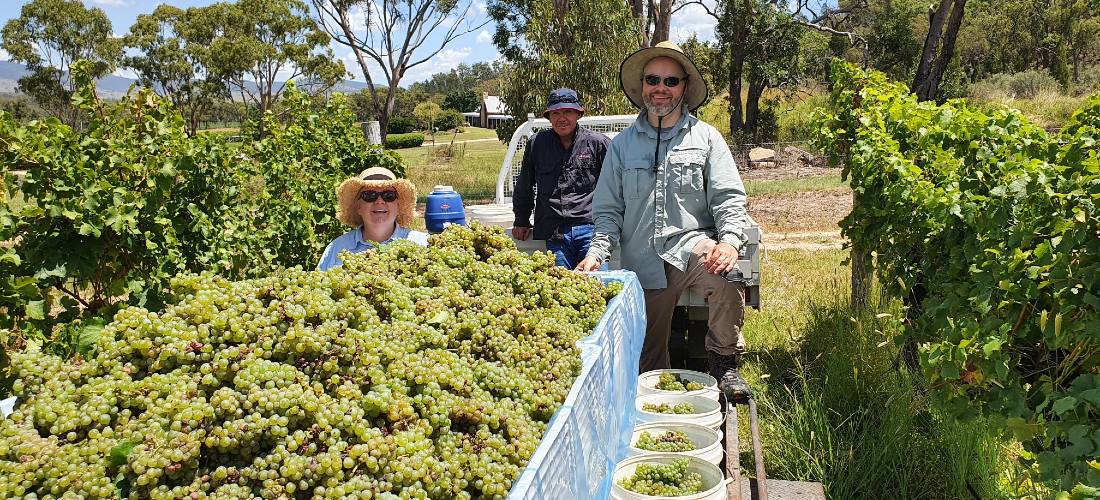 People picking grapes at View Wine vineyard 